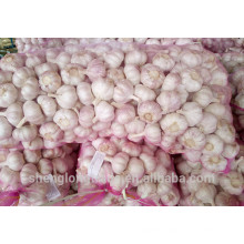 2017 Chinese Fresh Pure White Garlic seeds